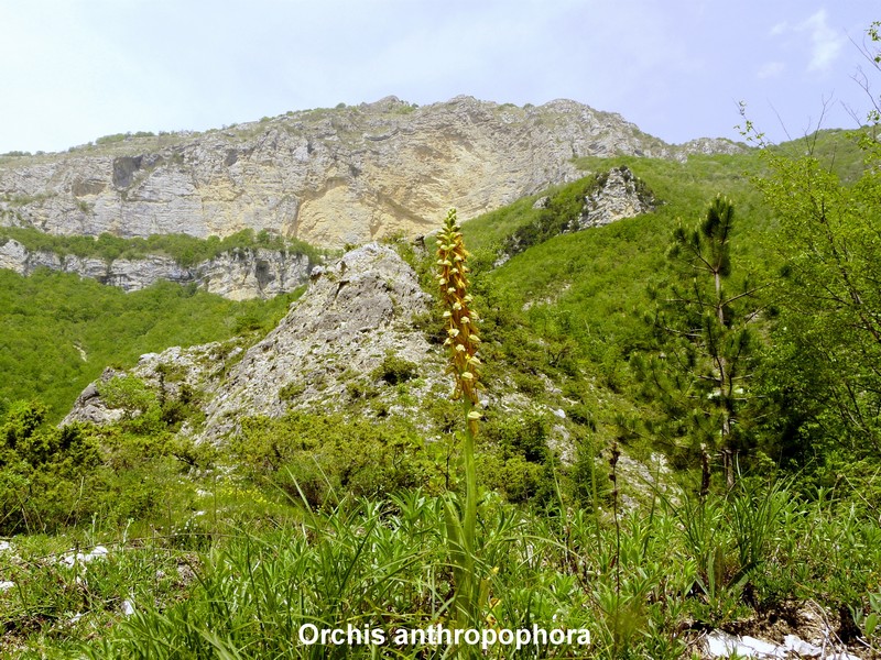 Le orchidee di Vallepietra nel Parco Naturale dei Monti Simbruini (Roma).